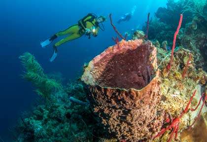 Plongée au Belize