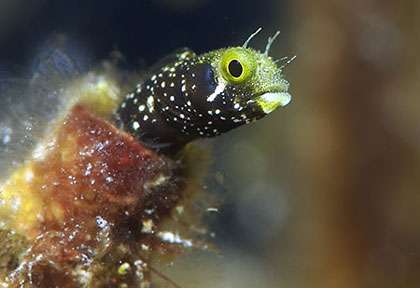 Sundacer II au Belize © Mike Tougas