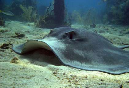 Raie Pastenague © Turneffe Island Dive Center