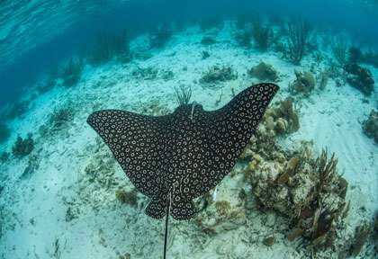 Raie Aigle au Belize © Turneffe Island Resort
