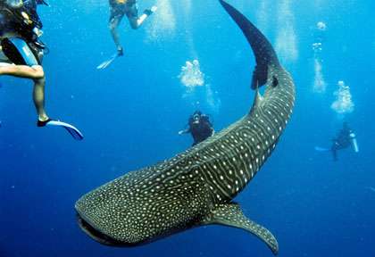 plongée avec les requins-baleines