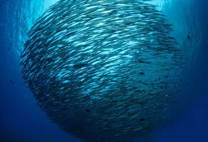 Coiba Dive Expeditions