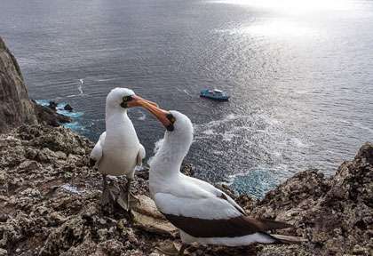 OIseau de Malpelo © Coiba Dive Expeditions - Patrick Masse