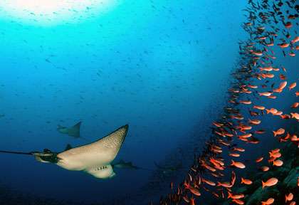 Raie Aigle aux Galapagos
