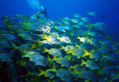 Plongée aux Galapagos