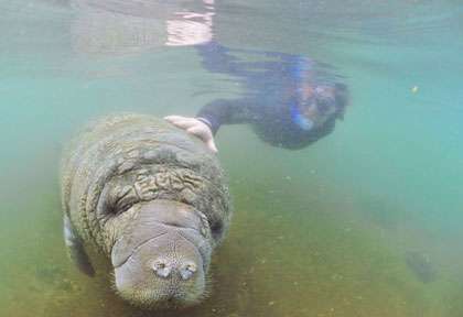 Lamantins de Crystal River