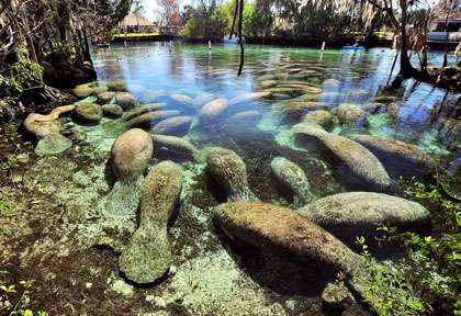Lamantin de Crystal River