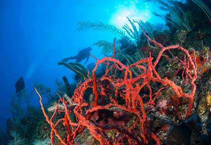 Plongée à Glover's reef