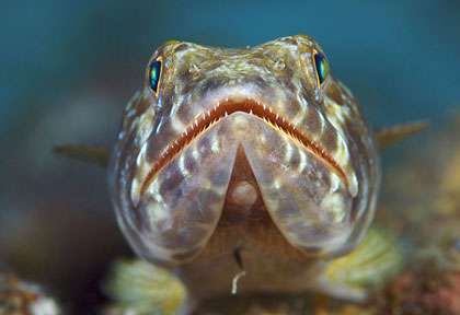 Poisson lezard au Belize