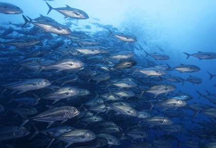 Croisière plongée aux Galapagos