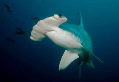 Requin marteau aux Galapagos