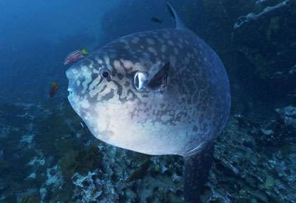 Mola Mola aux Galapagos