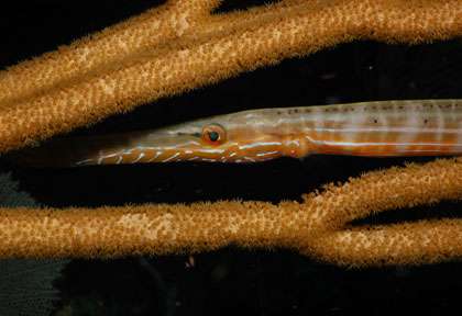 Plongée au Honduras