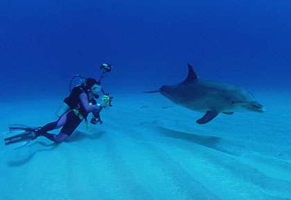 Dauphin en plongée au Honduras