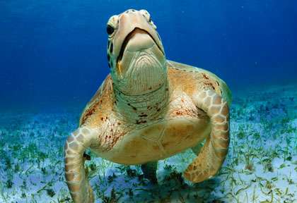 Tortue en plongée dans le Yucatan
