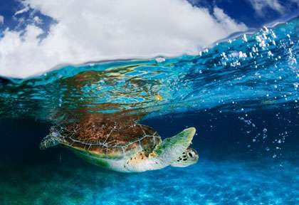 Tortue en plongée à Playa Del Carmen