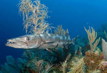 Barracuda en plongée à Playa Del Carmen