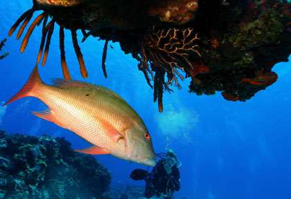 plongée à Playa Del Carmen