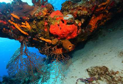 plongée à Playa Del Carmen