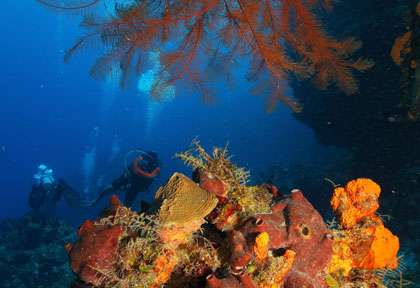 plongée à Playa Del Carmen