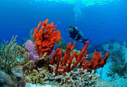Plongée à Playa Del Carmen