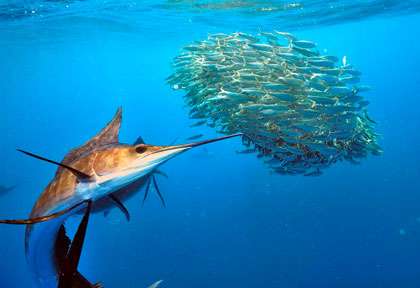 Espadon voilier © Pascal kobeh