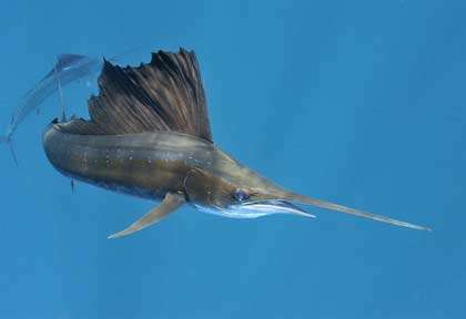 Espadon voilier au Mexique