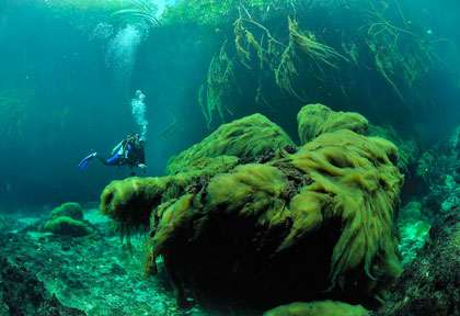 Plongée Cenotes à Playa Del Carmen Yucatan