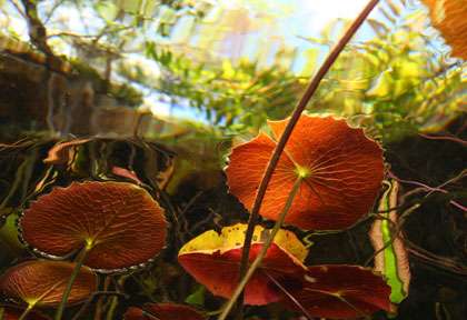 Plongée Cenotes à Playa Del Carmen Yucatan