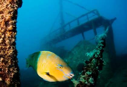 Plongée en Mer de Cortez