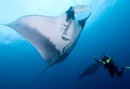 Raie Manta à Socorro