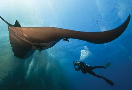 Raie Manta à Socorro