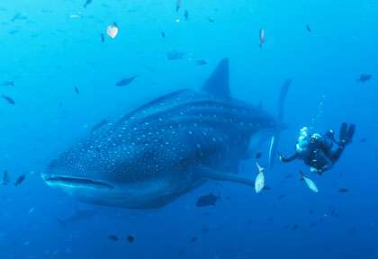 Plongée requin baleine à Socorro