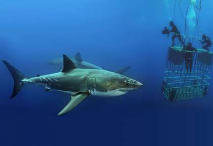 Plongée requin à Guadalupe