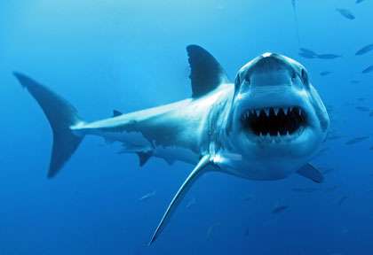 Plongée avec les requins blancs de Guadalupe