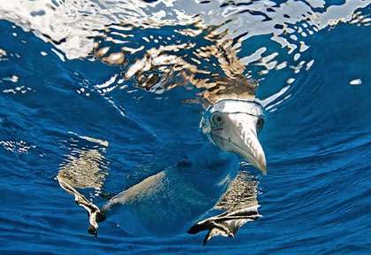 Oiseau la tête sous l'eau au Panama