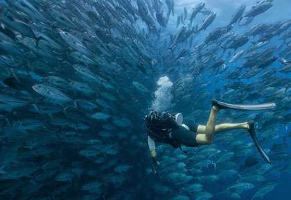 Plongée à Coiba au Panama
