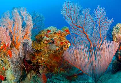 Plongée à Karimunjawa