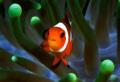 Plongée en Indonésie à Karimunjawa