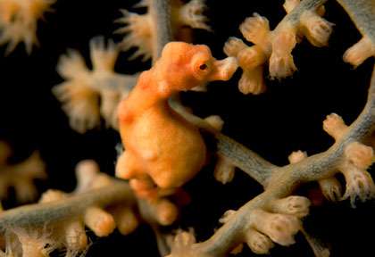 Plongée à Karimunjawa