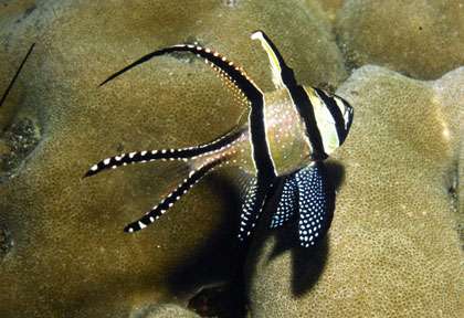 Voyage plongée à Permuteran