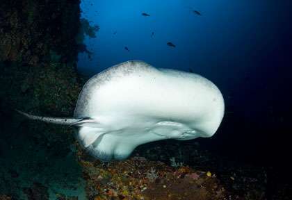 Raie pastenague à Bali