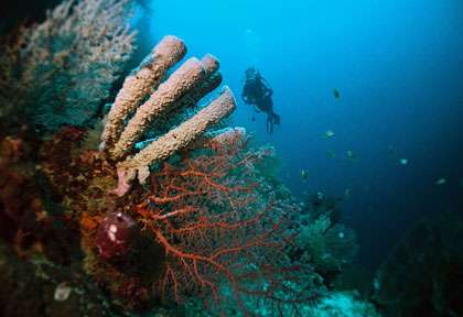 Tombant de Nusa Penida