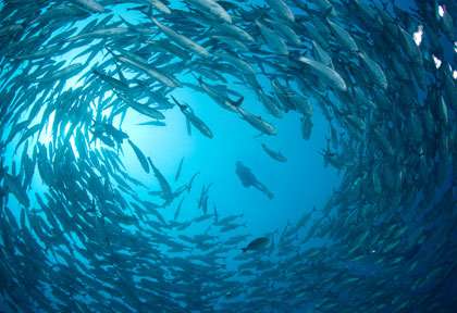 Ban de carangues à Nusa Penida