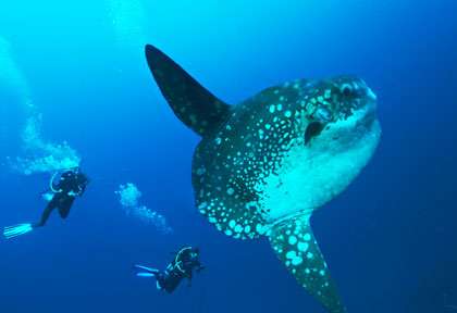 Mola mola à Bali