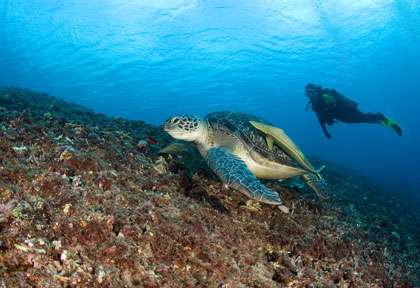 Tortue en plongée à Gili trawangan