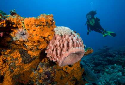 Plongée à Gili Trawangan
