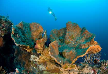 Plongée à gili Trawangan