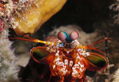 Plongée à Gili Trawangan