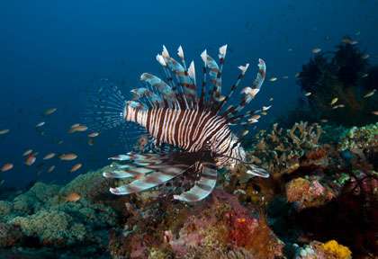 Rascasse volante en plongée à Gili Trawangan